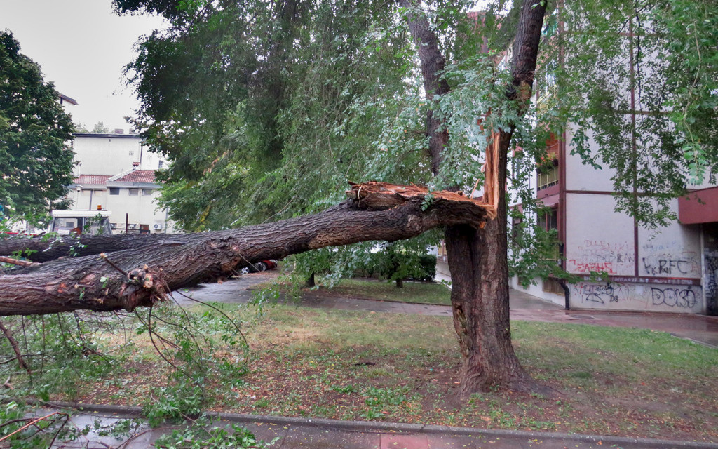 28.09.21 - oluja - stabla - 1.JPG