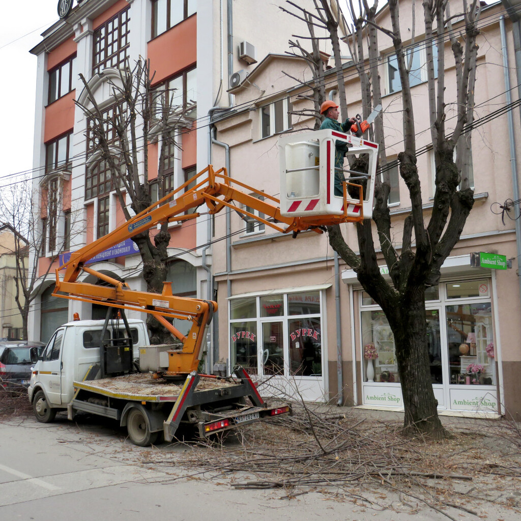 25.01.23 - zelenilo - 4.JPG