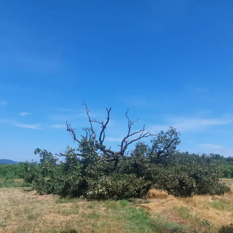 798634_1689935933-kragujevac-hrast-vekovni-fotorina3_iff.jpg